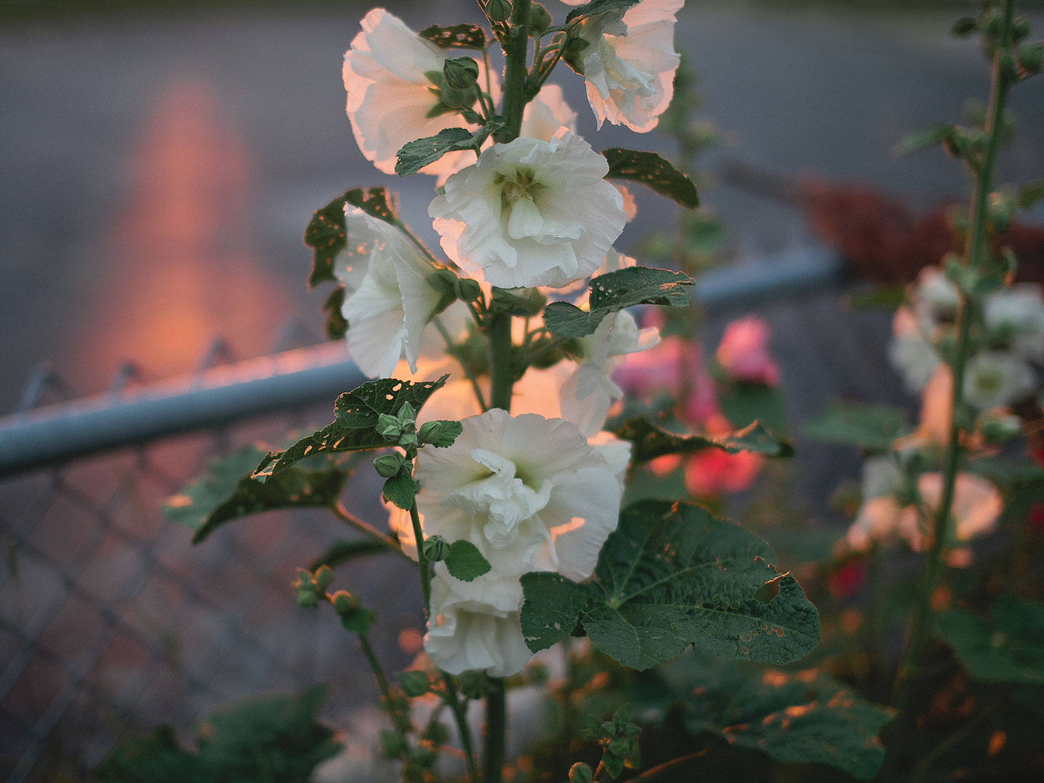 White flowers during sunset