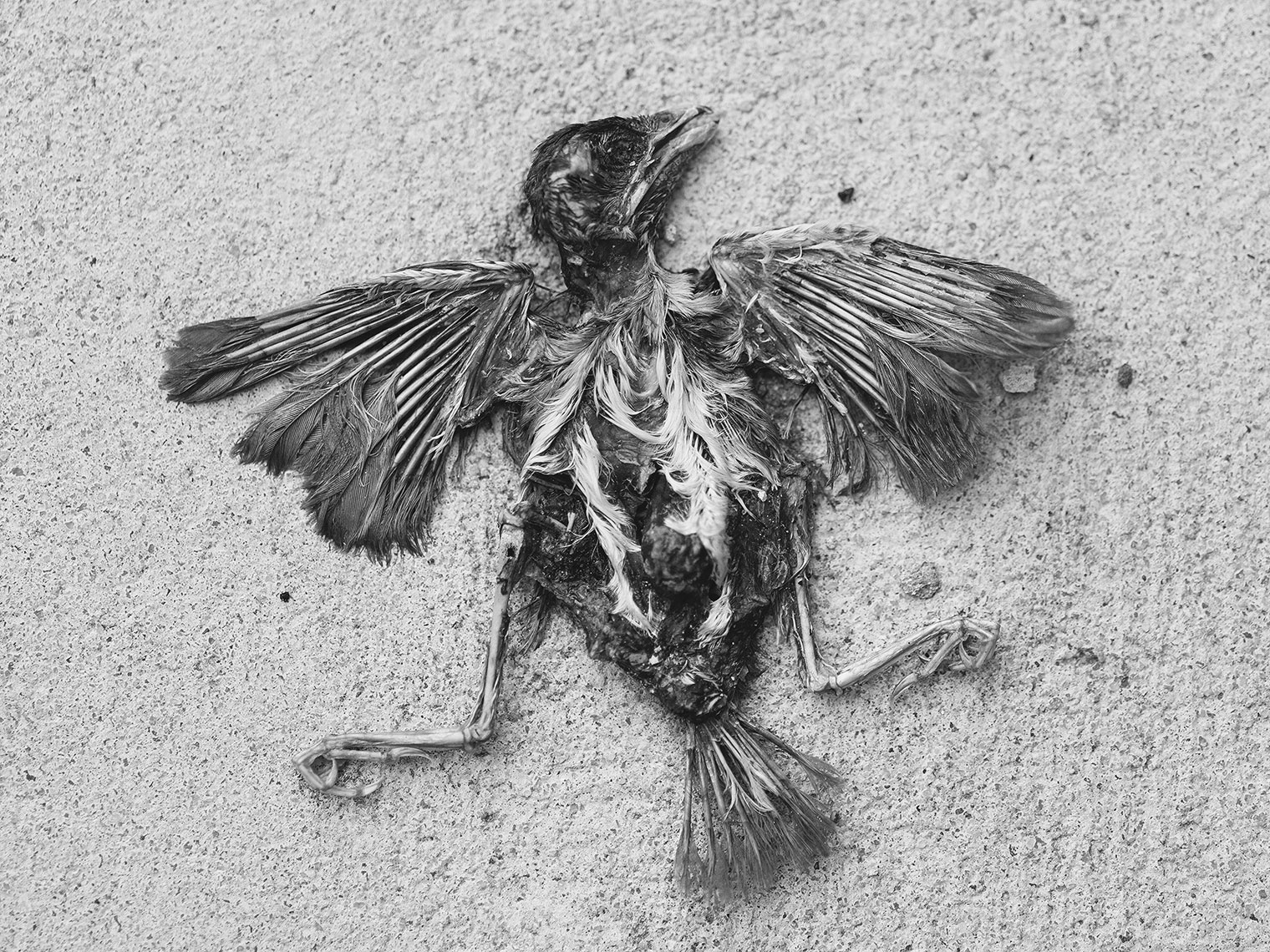 dead bird internal view